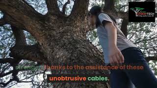 What is Tree Cabling and When is It Necessary [upl. by Odoric913]