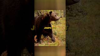 Man smashes into a bear joerogan bears insane [upl. by Lagasse]