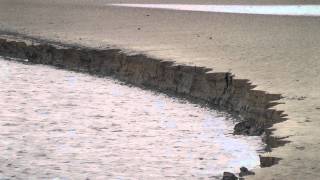 Channel erosion  blocks of bank sediment fall into the River Loughor Wales UK [upl. by Teressa]