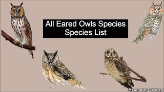 All Eared Owl Species Genus Asio  All Owl Species Part2  Species List [upl. by Euqnom740]