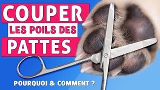 COUPER les POILS des PATTES DU CHIEN  POURQUOI  COMMENT [upl. by Herbert]