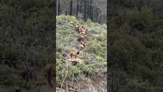 Elk herd archeryhunting deer elkhunt rockymountainelk rooseveltelk bullelk [upl. by Byrne]