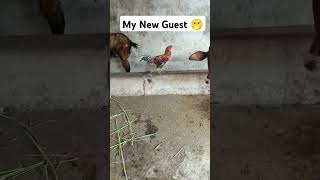 Congratulations 🎉 My New Guest Surprise For My subscribersfunnyshorts kohli [upl. by Pete]