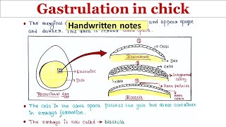 Gastrulation in chick  Handwritten notes [upl. by Eedia]