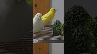 Canaries and goldianfinch fypシ゚viral birds mustwatchnow shortvideos everyonemustwatch fyp [upl. by Behl]