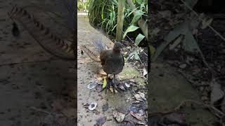 Lyrebird Australia Imitating other birds construction humans [upl. by Bale349]