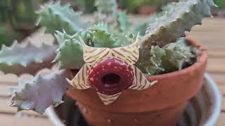 Huernia zebrina in bloom October 2024 [upl. by Barbey72]