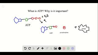 What is ATP made from a adenosine high energy electrons b ADP  pyrophosphate [upl. by Oeram499]