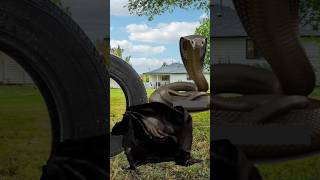 Snake attack on ghost VFX bhoot in gardenvfx youtubeshorts shorts bhoot snake natureheling yt [upl. by Coad]