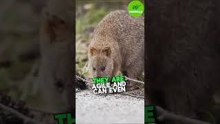 Meet the Quokka The Happiest Animal on Earth [upl. by Atekram]