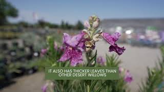 Chilopsis Desert Willow Bubba with August  Belmont Nursery Fresno CA [upl. by Eenahpets612]