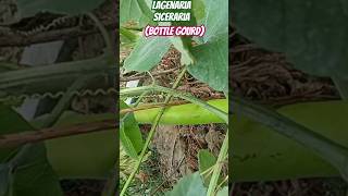 Bottle gourdLagenaria sicerariaclimbers of my terracegarden olericulturehorticulturegardening [upl. by Nirroc]