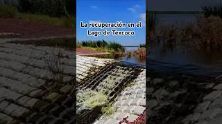 La recuperación del Lago de Texcoco naturaleza [upl. by Micro799]