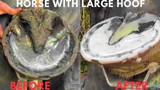 Shire Horse  Hoof Trimming Satisfying Compilation [upl. by Charlot]