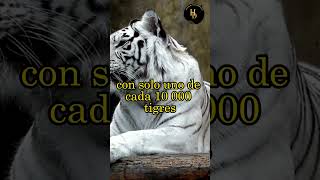 3 CURIOSIDADES DEL TIGRE BLANCO [upl. by Spatola]