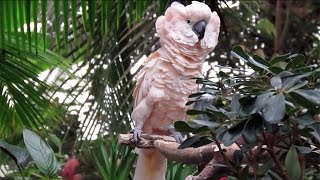 Moluccan Cockatoo Puffing Out its Feathers [upl. by Merari]