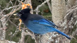 Steller’s Jay came to visit… our little symbol of hope 🖤💙🩵 [upl. by Nalyak]