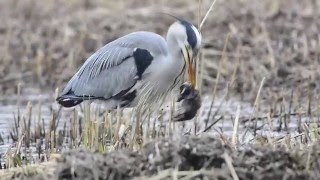 Vroege Vogels  Blauwe reiger eet mol [upl. by Junie]