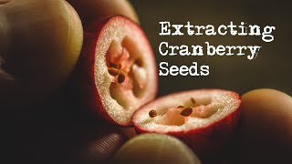 Two methods of collecting cranberry seeds  Growing cranberries pt1 Germination No talking [upl. by Ynohtnakram416]