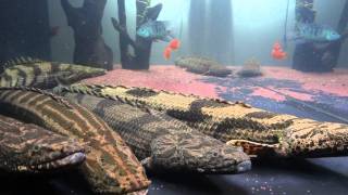 ポリプテルス・エンドリケリーpolypterus endlicheri [upl. by Hurlee477]