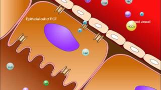 USMLE® Step 1 High Yield Nephrology Renal Tubular Acidosis [upl. by Uzzial]