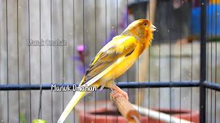 Canary song for mating training of beautiful Belgian canaries 121 [upl. by Enalahs]