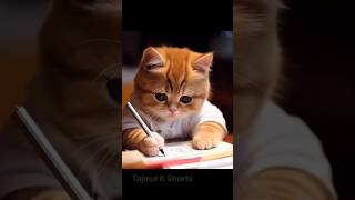 Cat exam tension cutecat viral trending [upl. by Mcgrath]