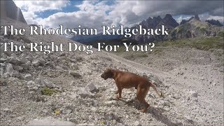 The Rhodesian Ridgeback  The Right Dog For You [upl. by Yeslah477]