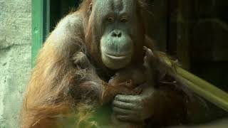 Orangutan Mom Kitra Cuddles With Baby [upl. by Alemak386]