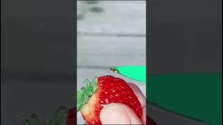 How amp When to Start Strawberry Seeds Indoors for Maximum Germination amp First Year Berry Production [upl. by Landbert]