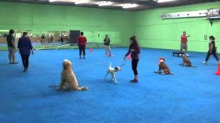 Level 2 Obedience  Group Dog Training Class Miami Florida [upl. by Remo]