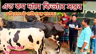 গ্যারান্টি সহ সবচেয়ে কম দামে প্রেগন্যান্ট গাভী গরুর প্যাকেজ। মিলন ডেইরি ফার্ম টাঙ্গাইল। [upl. by Thurman]