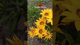 Gazania rigens Treasure Flower shorts youtubeshorts flower floweringplant ornamentalplants [upl. by Atinid]