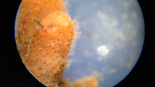 Bryozoan with lophophores and a pair of vibracula [upl. by Asena321]