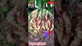 Zingiber officinale Ginger gardening farmer agricultureworld [upl. by Laohcin]