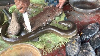 Amazing The longest Eel Fish skinning and cutting Eel Fish Catching in rivers in Sri Lanka [upl. by Ahsinra328]