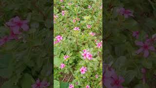 Phool phool per Likha hai Tera naam tujhe salam gana [upl. by Ayama]