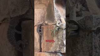 Brave Gecko Saves Best Friend from Snake [upl. by Micheal]