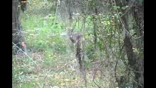 BONF Deer Hunt in North Florida 8 Point Buck [upl. by Brunk]