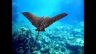 Snorkeling from Cahuita amp Puerto Viejo [upl. by Eckardt]