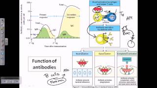 Function of antibodies [upl. by Aihset]