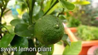 Sweet lemon plant care and grow in pot [upl. by Akeimahs]