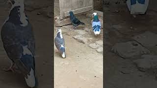 October 31 2024 Beautiful pigeons in village [upl. by Selym526]