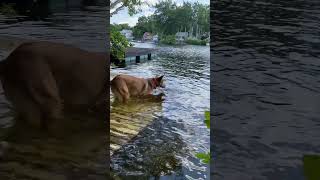 ISLAND DOG WITH SCOUT SO LUCK GUYferiasvacationvibes paraisoeuaeuropaItalymontanhas [upl. by Cadell368]