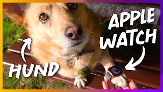 Funktioniert die APPLE WATCH bei einem HUND  Tech like Vera [upl. by Naimad191]