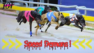 Speed Demons Watch These Greyhounds Blaze the Track [upl. by Berners981]