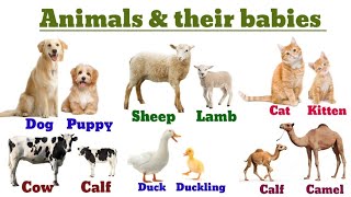 Animals and their young one names animals and their babies nameEnglish to Telugu tutorials [upl. by Micro]