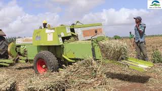 MULATO II GRASS FARM BEERTA CAWS amp CALAF  MOGADISHU SOMALIA [upl. by Backler]