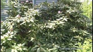 3 Minute Gardener  Rhododendrons [upl. by Drew]