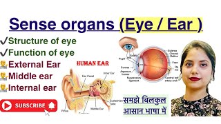 Sense Organs in Hindi  Eye  Ear  Structure  Function  Anatomy  MLT [upl. by Osrit519]